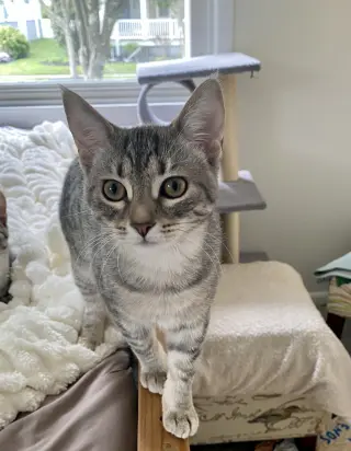 Millie