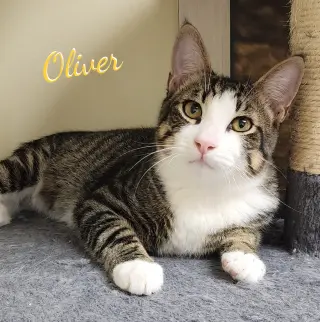 Oliver #bonded-to-Olivia