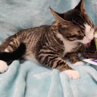 Oliver #bonded-to-Olivia