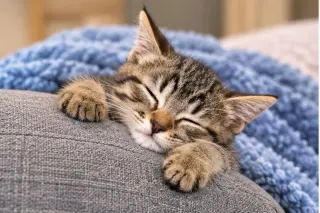 Victor