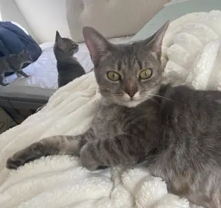 Molly