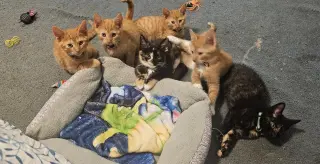 The Brady Bunch Girls (FCID# 10/12/26-35.36.37) KC