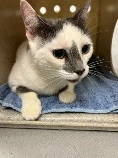 STELLA