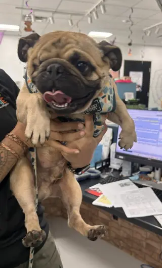 SAM