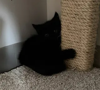 Penelope