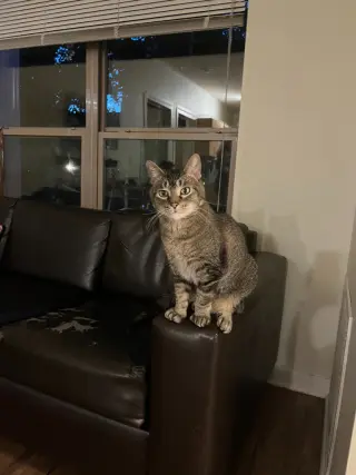 Juno