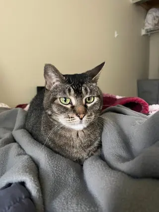 Juno