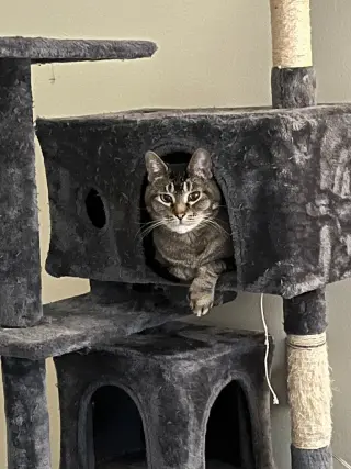 Juno