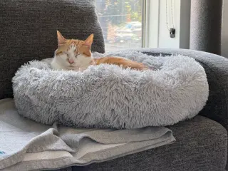 Jasper / Jade