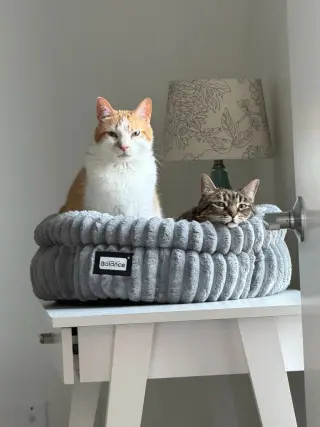 Jasper / Jade