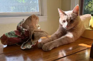 Ed