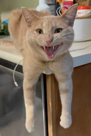 Ed