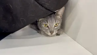 Fiona