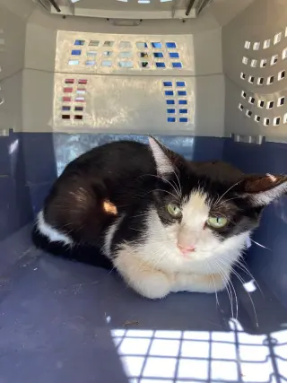 Sasha- indoor/outdoor