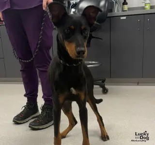 Lyn