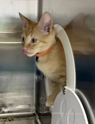RON ORANGE COLLAR