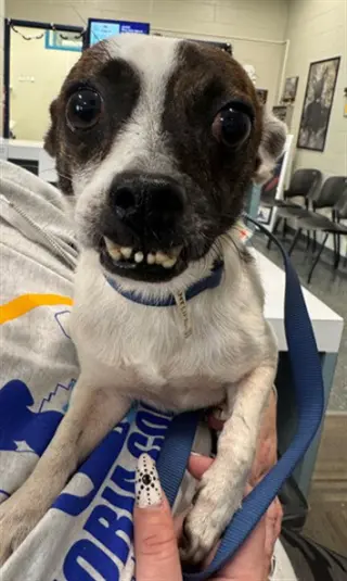 KOVU
