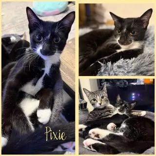 Pixie and Dixie
