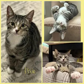 Pixie and Dixie