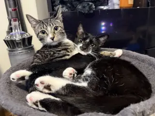 Pixie and Dixie