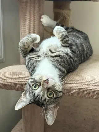 Pixie and Dixie