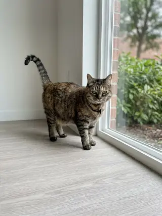 TILLY - Friendly Adult