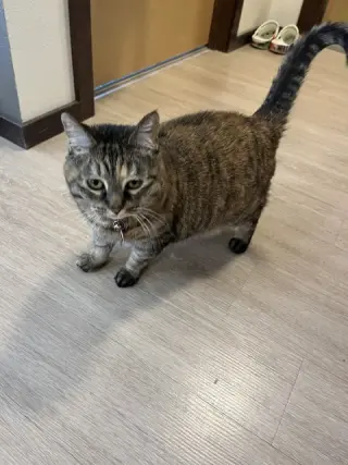 TILLY - Friendly Adult