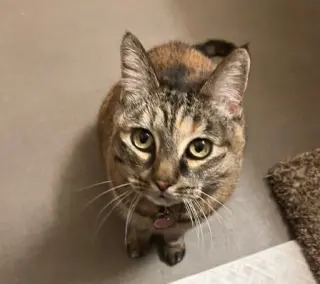 TILLY - Friendly Adult