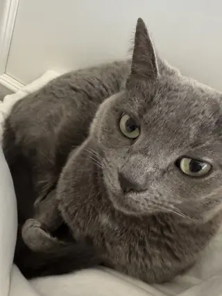 zz "Bean" Courtesy Post