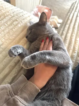 zz "Bean" Courtesy Post