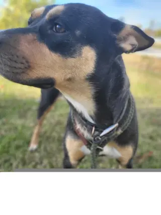 Lola aka cheeto
