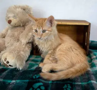 Sir Pounce a Lot