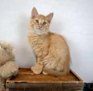 Sir Pounce a Lot