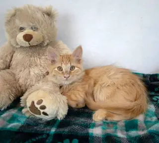 Sir Pounce a Lot