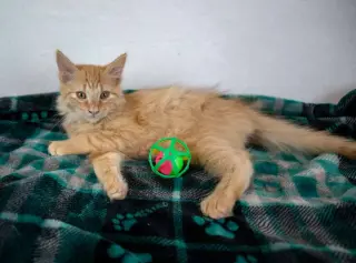 Sir Pounce a Lot