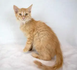 Sir Pounce a Lot