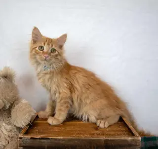Lord Meowington