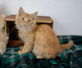 Lord Meowington