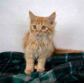 Lord Meowington