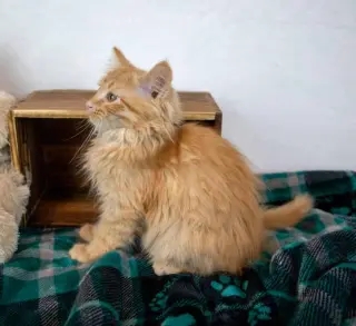 Lord Meowington