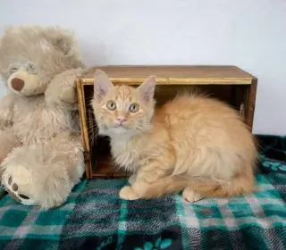 Empress Biscuits