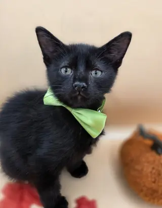 Pepper