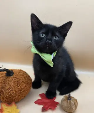Pepper