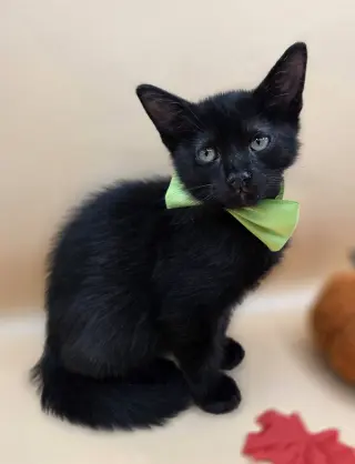 Pepper