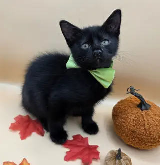 Pepper