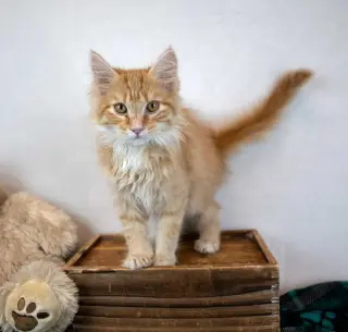 Count Catula