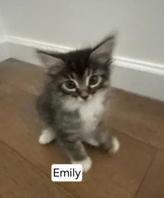 Emilo