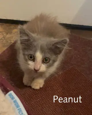 Peanut