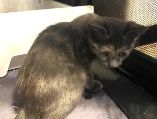 Abigail