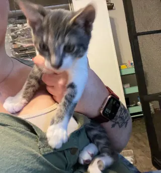 Socks